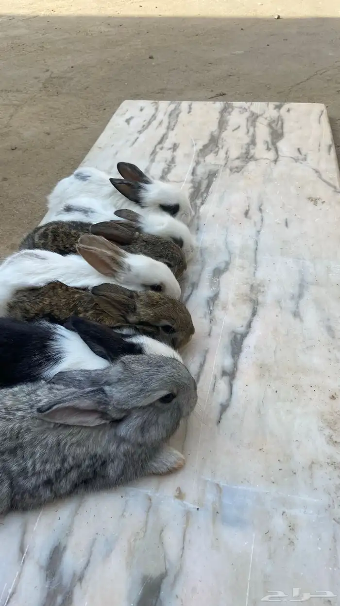 ارانب بابيون وشنشيلا (تم البيع) 3