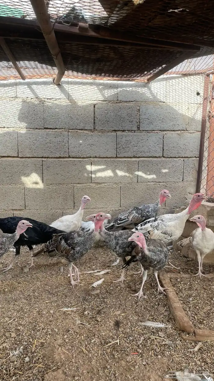 دجاج رومي 1