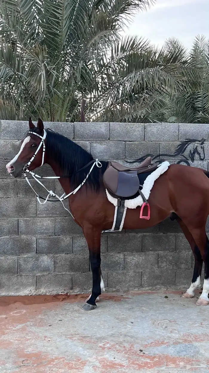 مربط نجد RQ ايواء عسف تدريب عسف 6