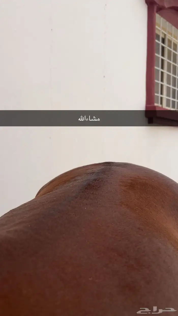 خيل شعبي كفو 2