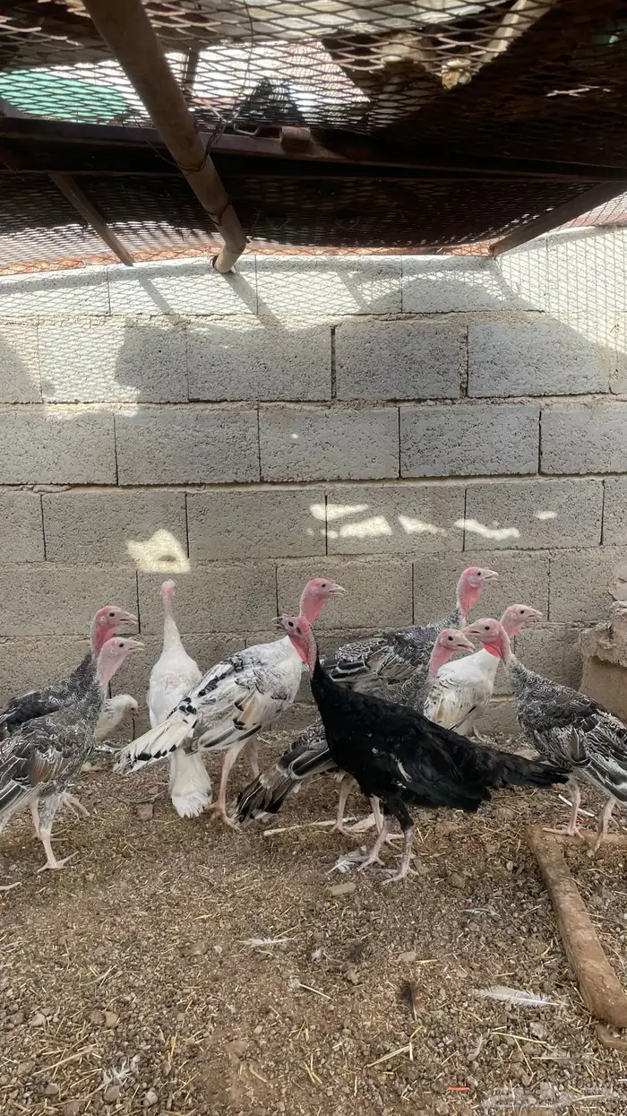 دجاج رومي 0