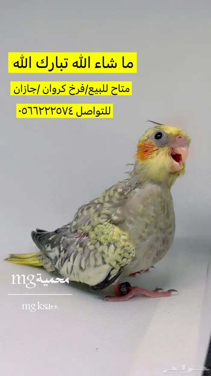 فروخ كروان غر تم البيع الله يبارك 1