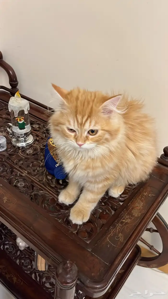انثى للبيع 1