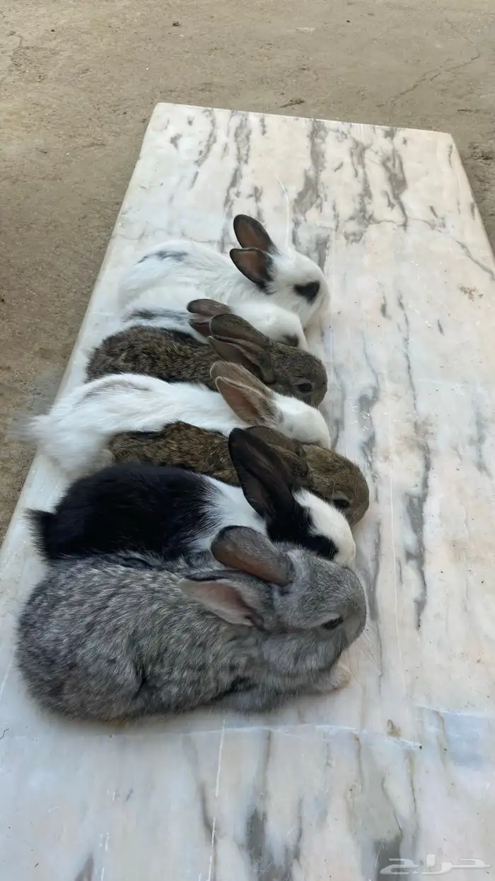 ارانب بابيون وشنشيلا (تم البيع) 2