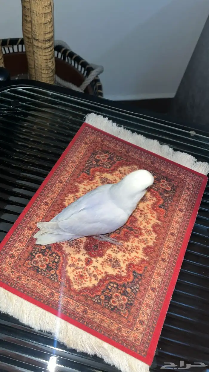 فروخ روز مفطومين 4