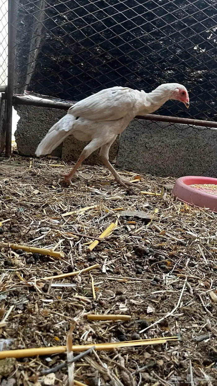 للبيع شبك 2في 2  و دجاج سندي 1