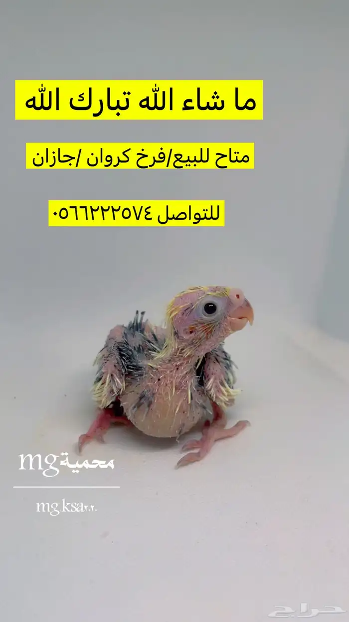 فروخ كروان غر تم البيع الله يبارك 0
