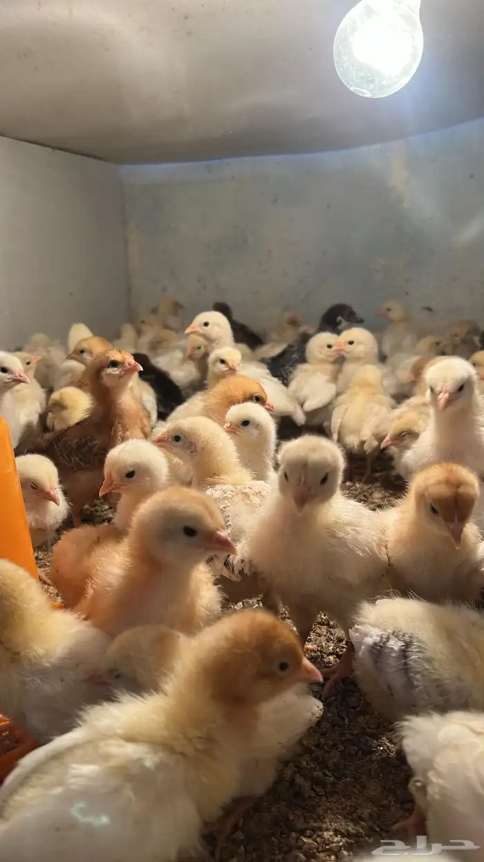 صوص صيصان لوهمن لوهمان براون بيور دم صافي شرط 2