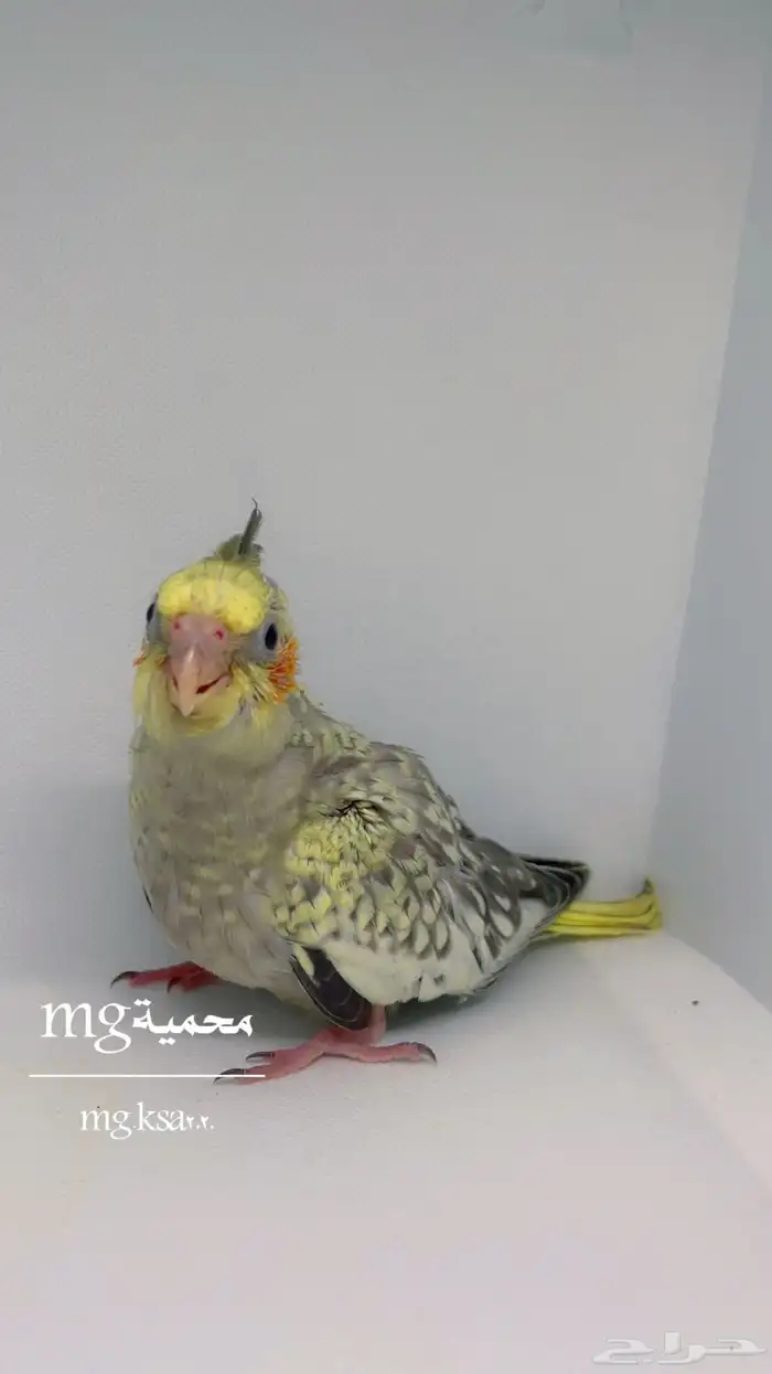 فروخ كروان غر تم البيع الله يبارك 3