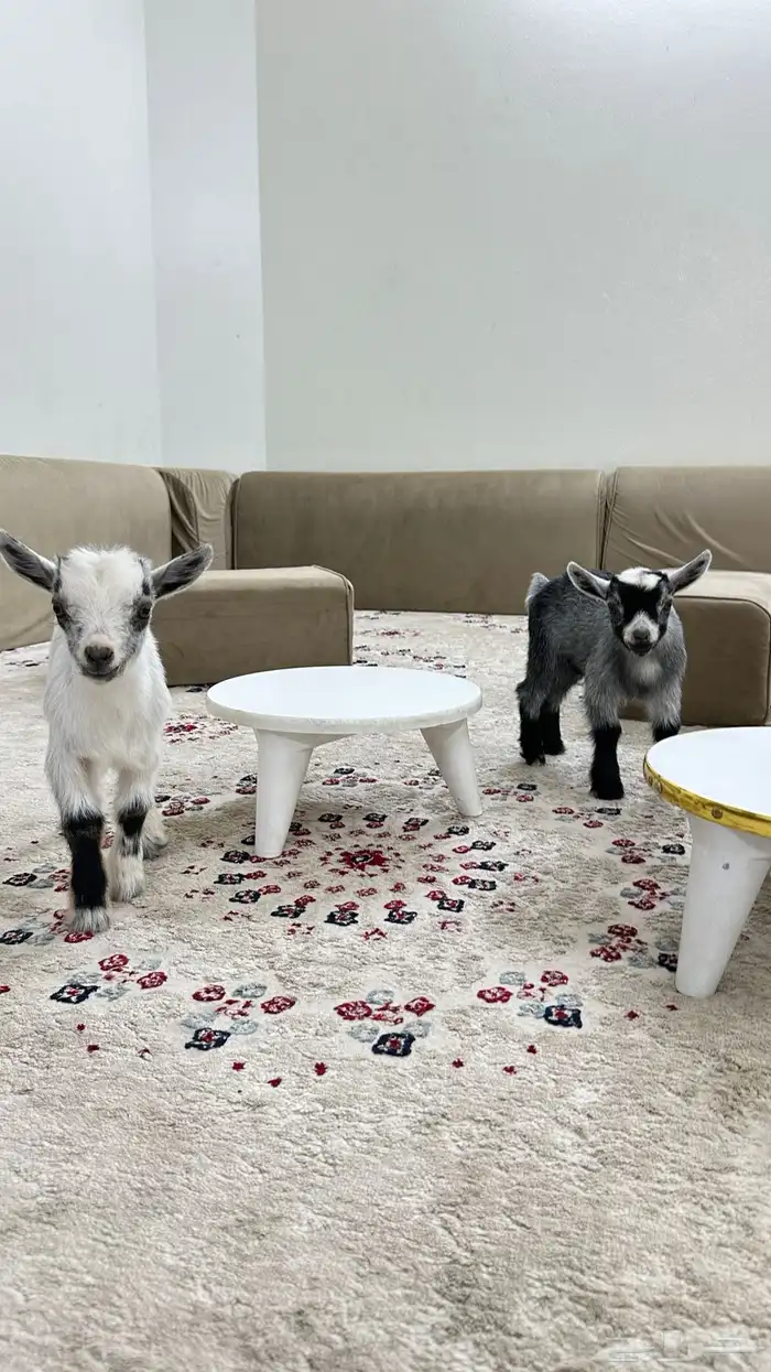 جوز قزميات صغار مناسب للأطفال 4