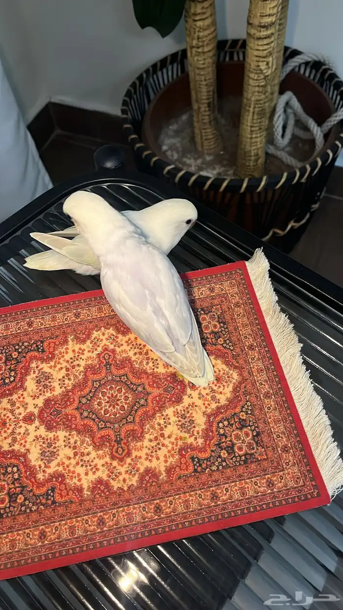 فروخ روز مفطومين 2