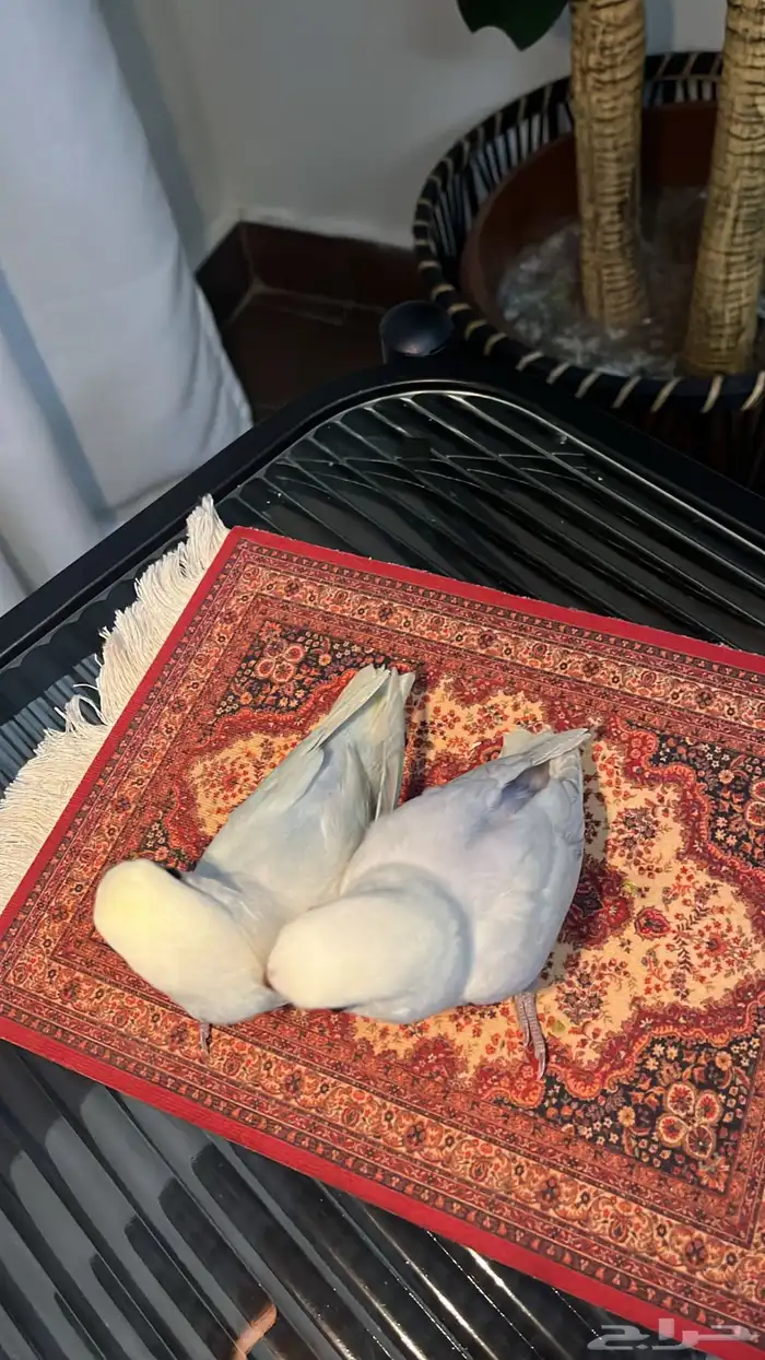 فروخ روز مفطومين 1
