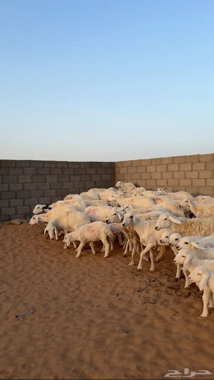 مراح غنم حريات متابيع ( تم البيع ) 3