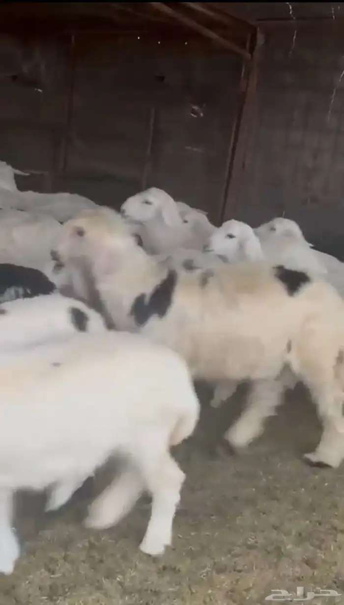 للبيع بهم نجد وحري فواخر طيب 1