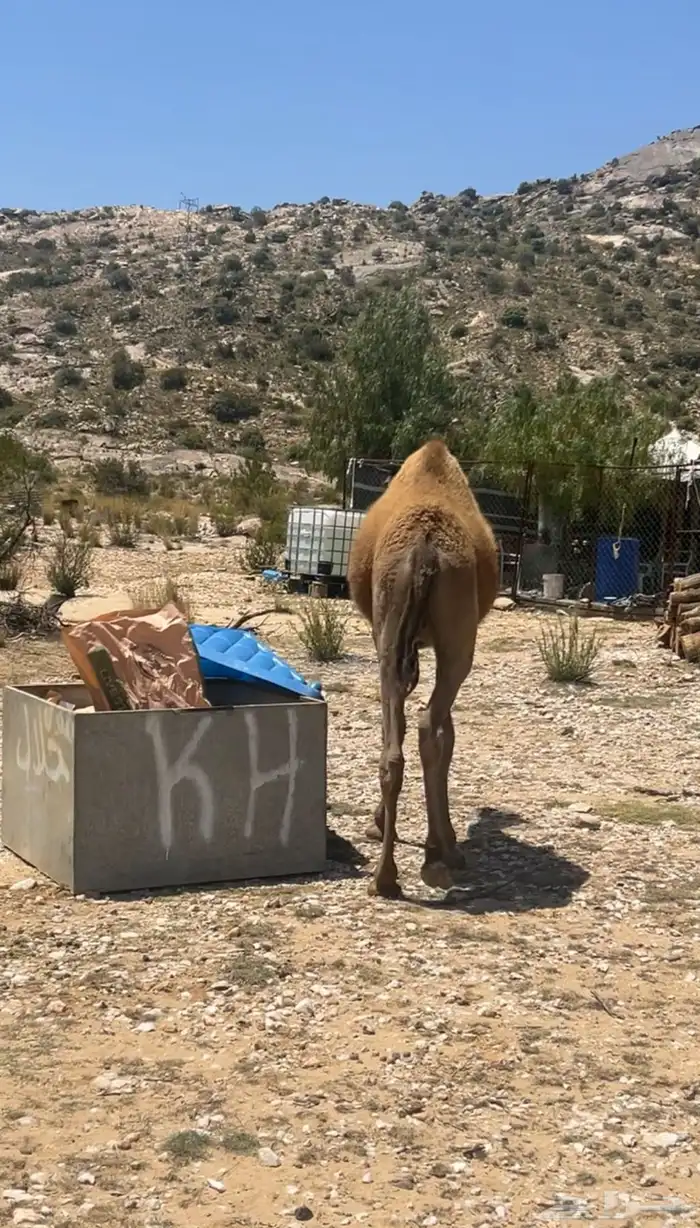 قعود صغير العمر 7 اشهر نظيف 1