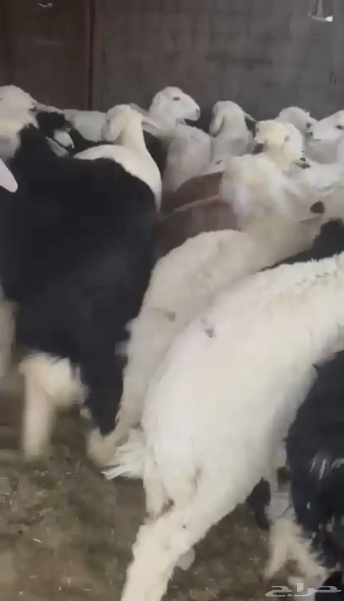للبيع بهم نجد وحري فواخر طيب 0