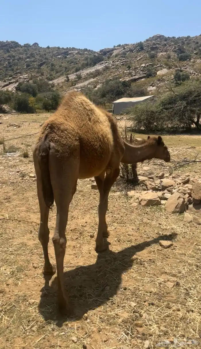 قعود صغير العمر 7 اشهر نظيف 6