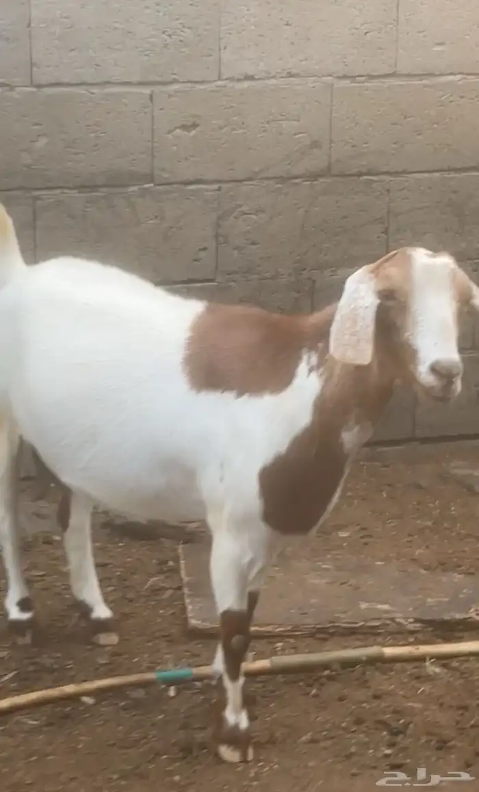 عنز جما هجين(تم البيع) 0