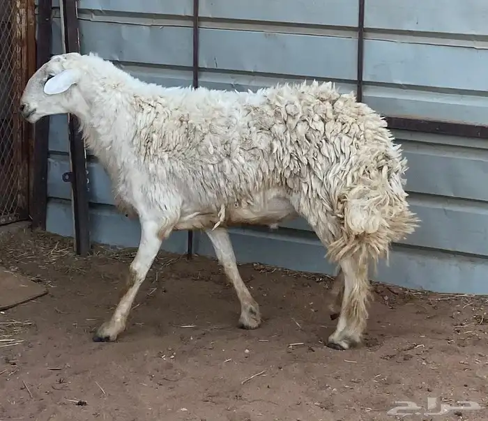 فحل حري مشروط 0
