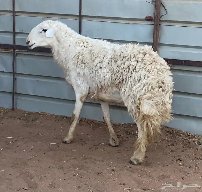 فحل حري مشروط 1