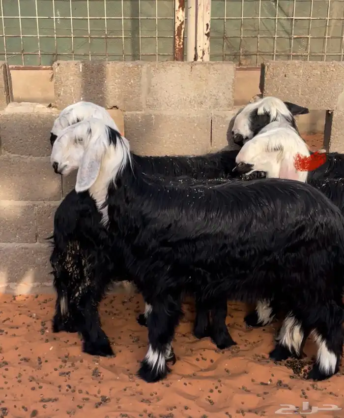 رخال طيبة بالحيل 0