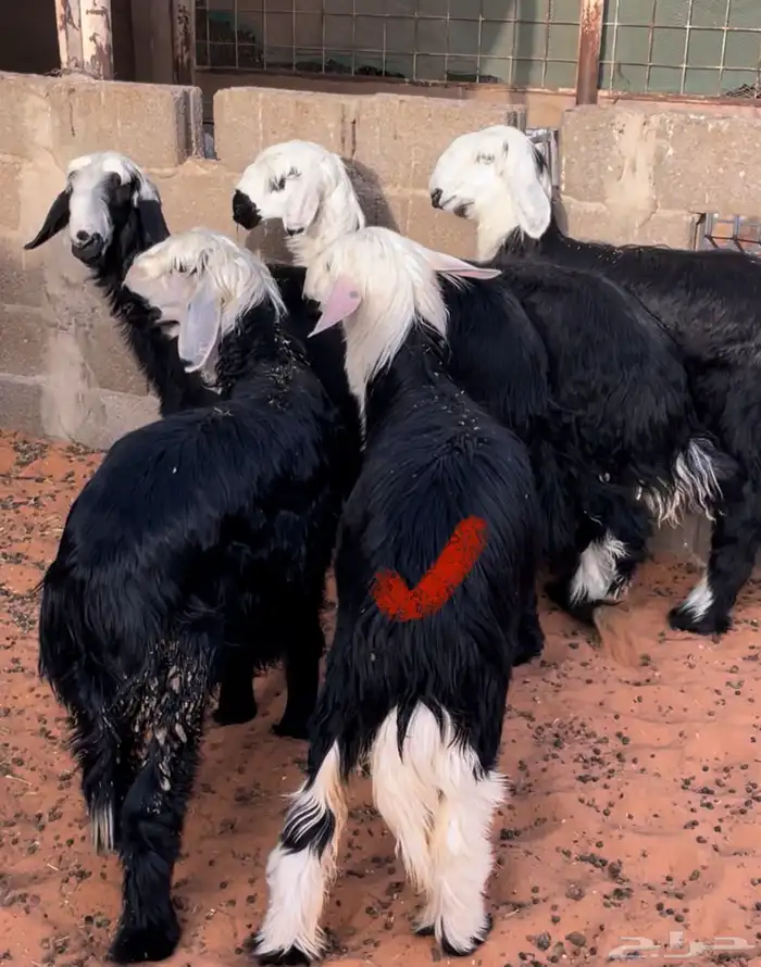 رخال طيبة بالحيل 1