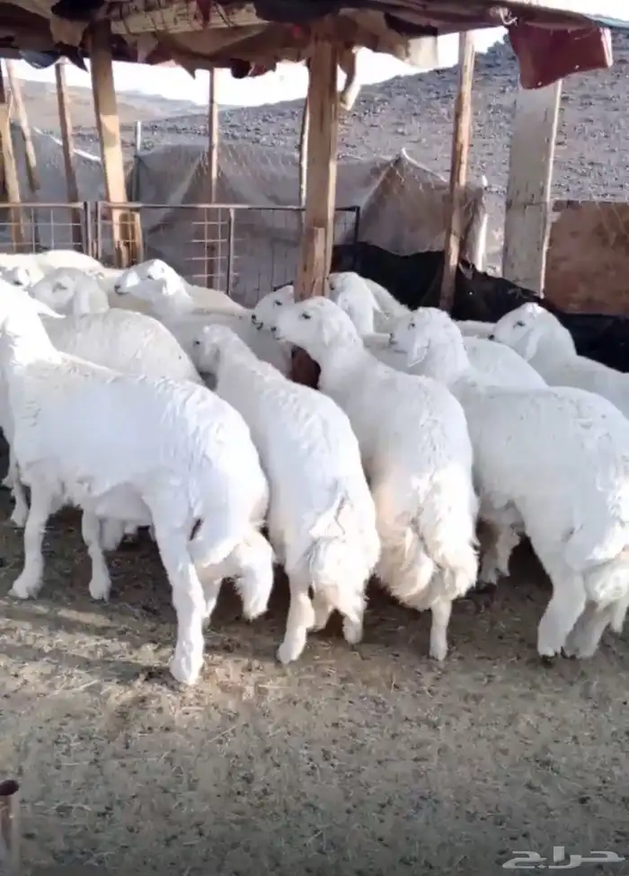 ذبايح حريه ضحايا 0