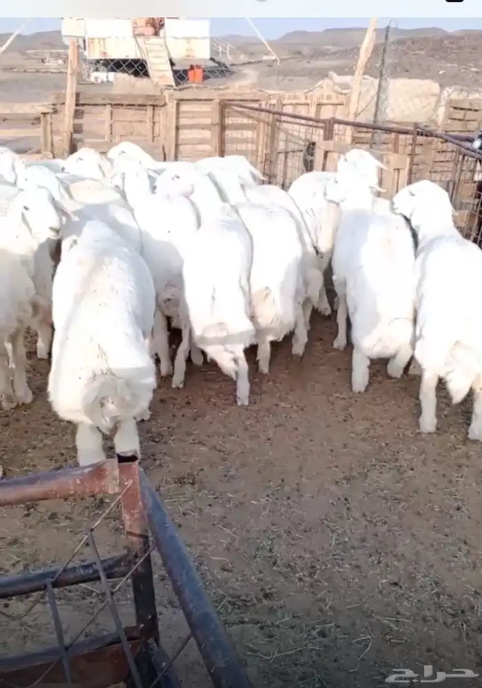 ذبايح حريه ضحايا 1