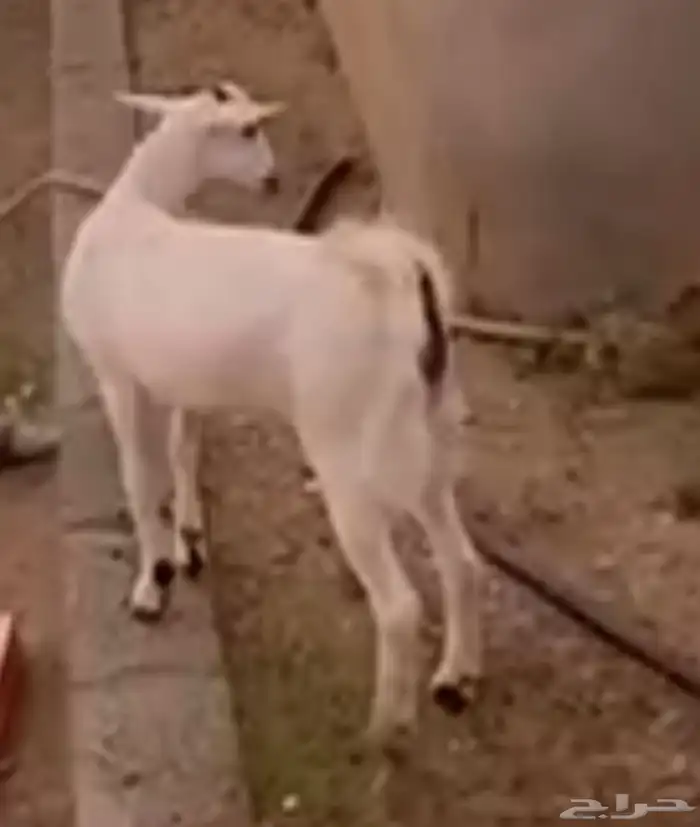 ماعز مقاني للبيع جمله على السووم 6