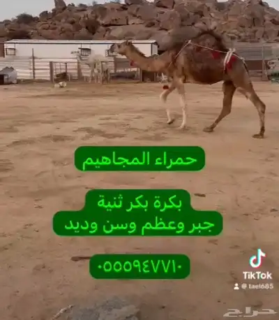 نياق خلفات ولقحات 6