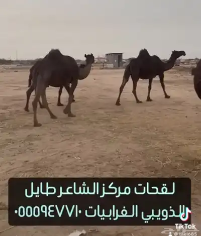 نياق خلفات ولقحات 0