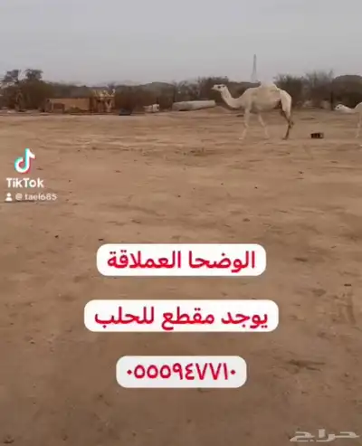 نياق خلفات ولقحات 7