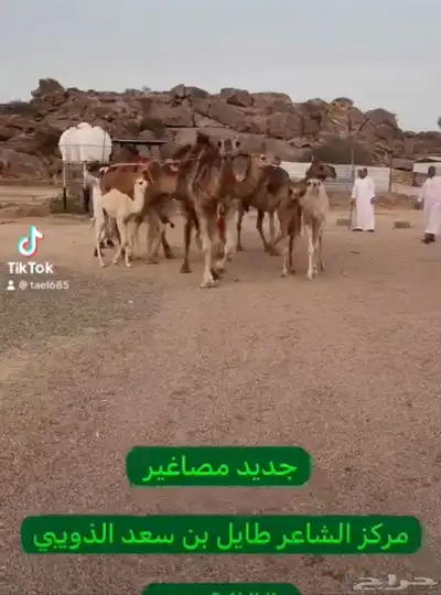 نياق خلفات ولقحات 4