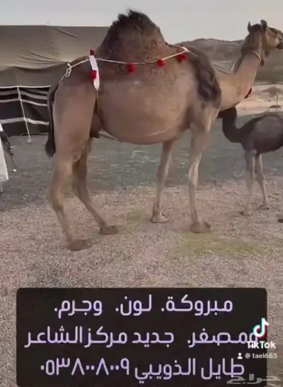 نياق خلفات ولقحات 1