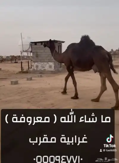 نياق خلفات ولقحات 3