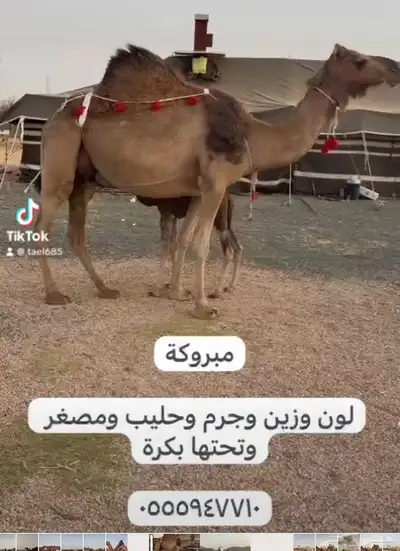 نياق خلفات ولقحات 5