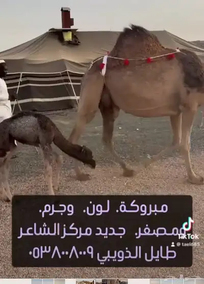 نياق خلفات ولقحات 2