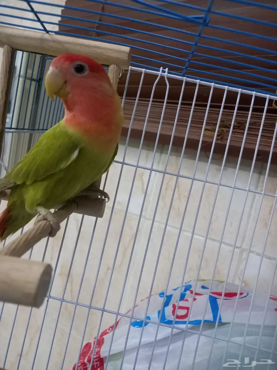 للبيع انثى روز قرين اوبلاين منتجه 2