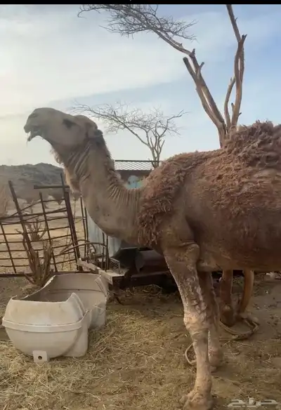 ابل بفحلها 0