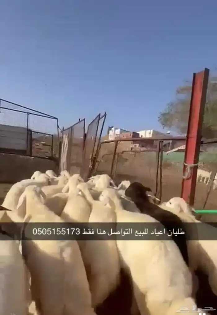 طليان اعياد بيشه للتواصل على هذا الرقم فقط 1