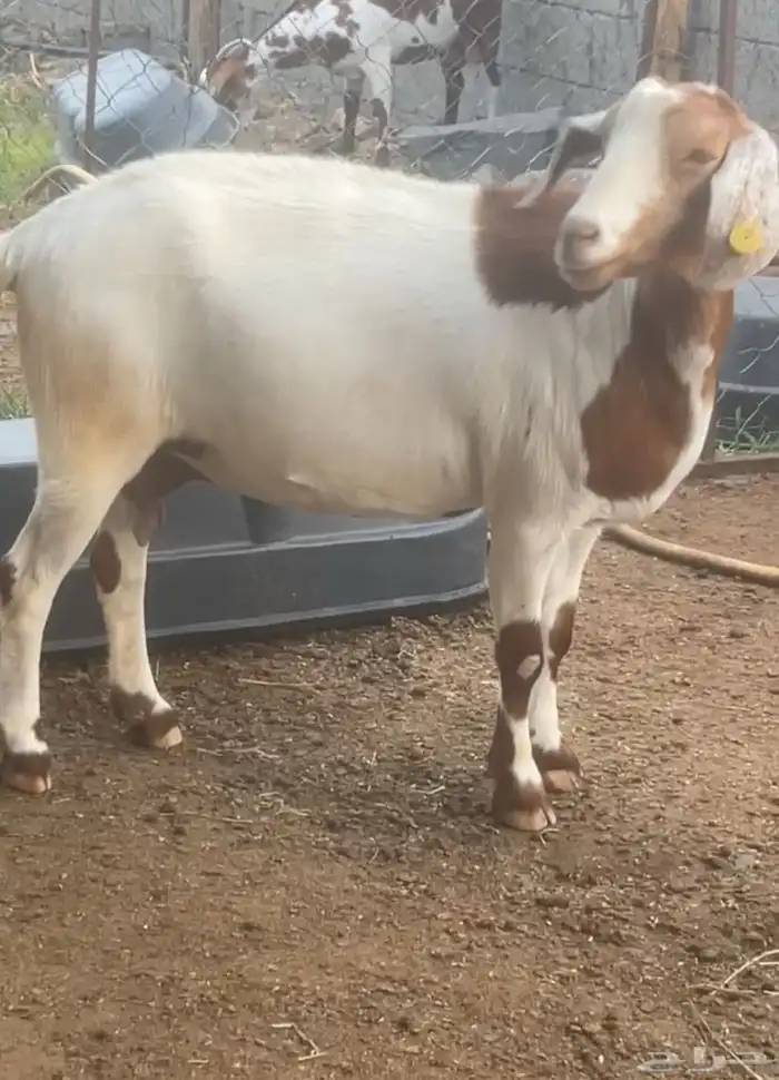 عنز جما هجين(تم البيع) 1