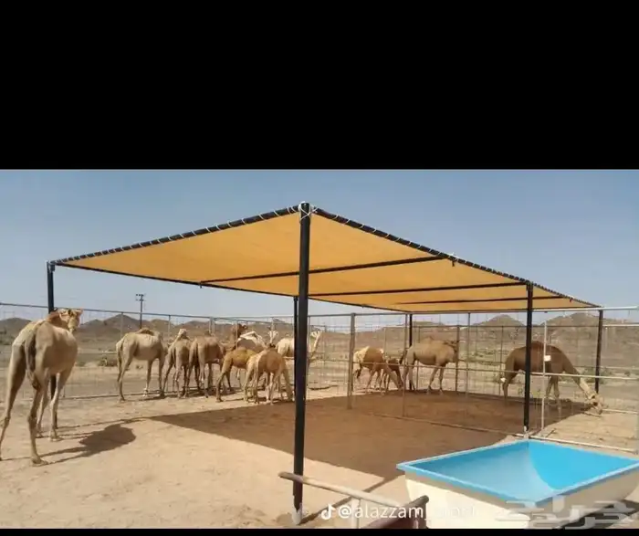 مضلات 7