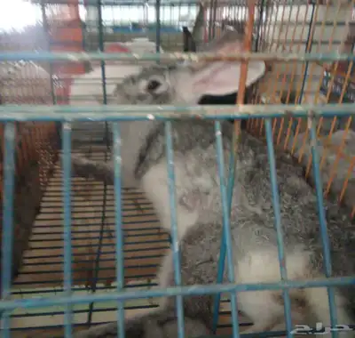 سلالات ارانب منتجه للبيع بجميع أنواعها بالطائف 1