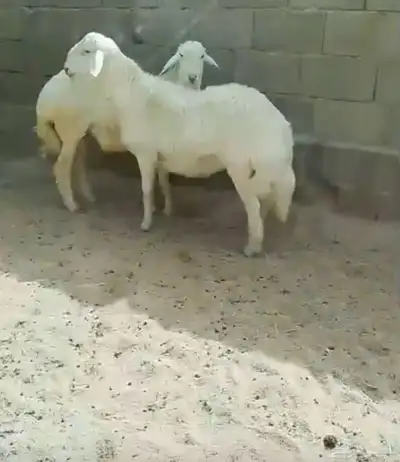 خروفين جبره 1