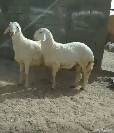 خروفين جبره 2
