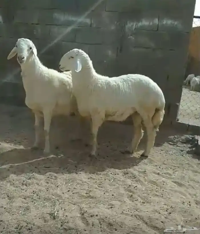 خروفين جبره 2