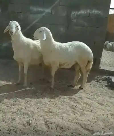 خروفين جبره 3