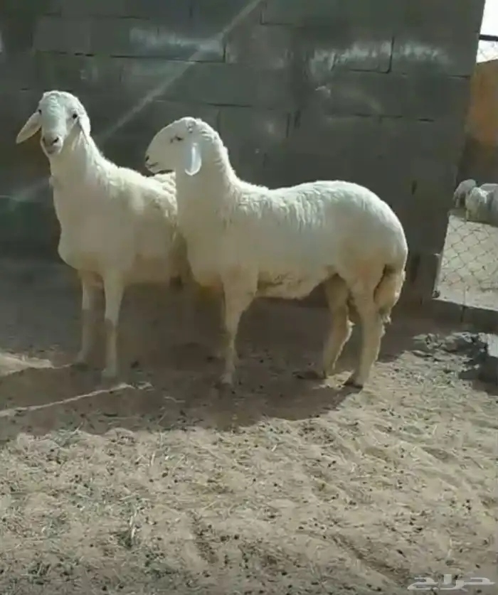 خروفين جبره 3
