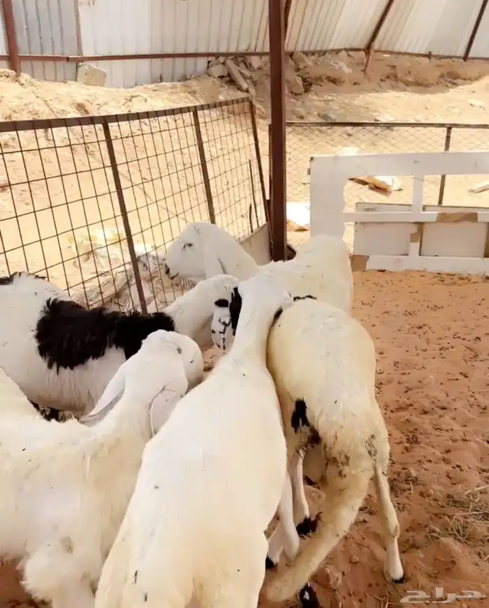 سواكن مرابي ضحاي طيبه 1