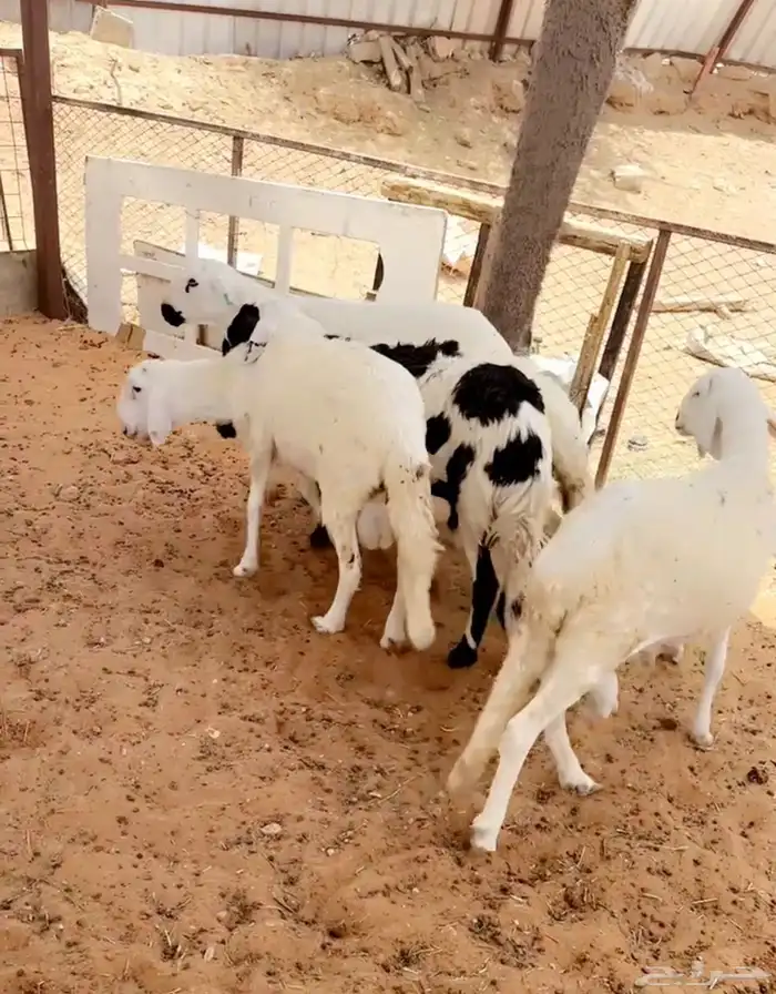 سواكن مرابي ضحاي طيبه 0